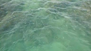 透明的清晰的蓝色的荡漾海表面珊瑚礁夏天一天学校异国情调的热带中士主要pintano鱼水下自然海洋水纹理背景